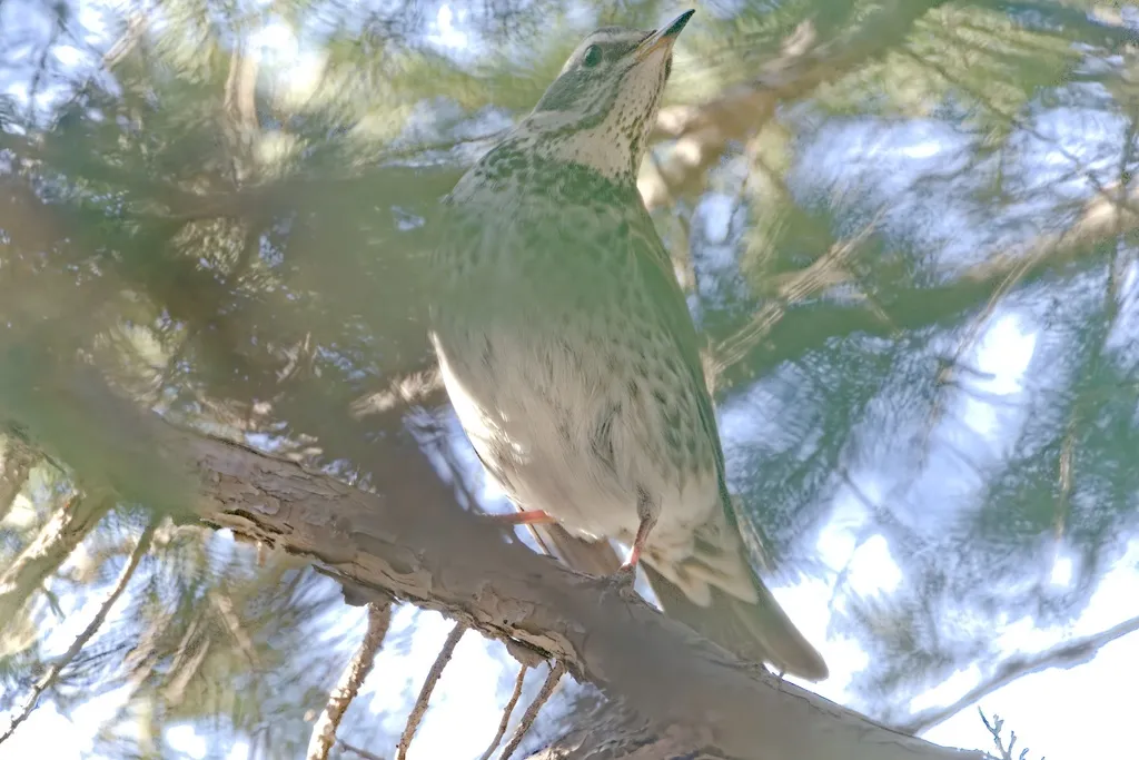 白眉歌鸫（Turdus iliacus）