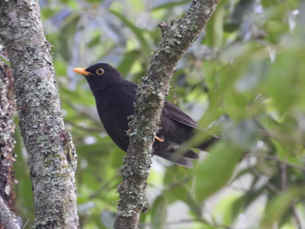 美洲黑鸫(Turdus infuscatus)