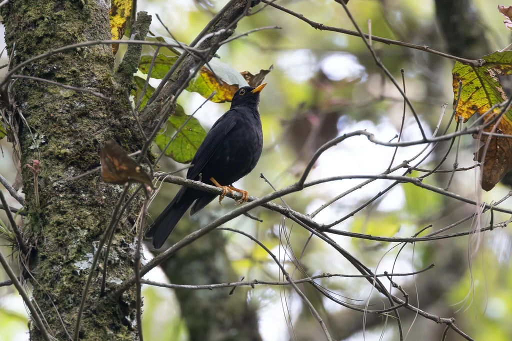 美洲黑鸫(Turdus infuscatus)