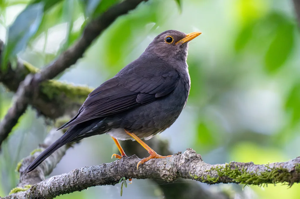 巽他岛鸫(Turdus javanicus)