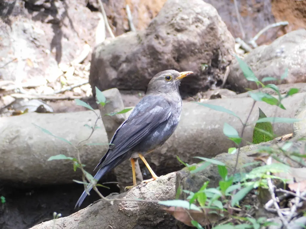 巽他岛鸫(Turdus javanicus)