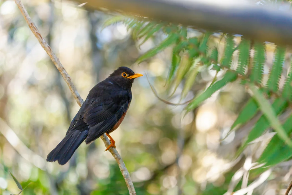 巽他岛鸫(Turdus javanicus)