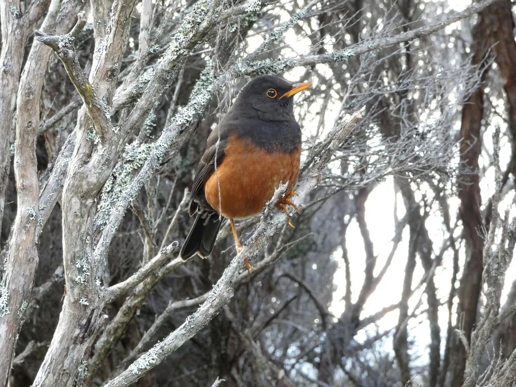 巽他岛鸫(Turdus javanicus)