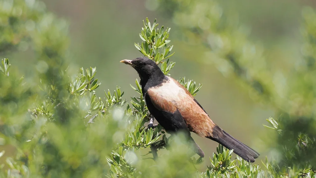 棕背黑头鸫（Turdus kessleri）