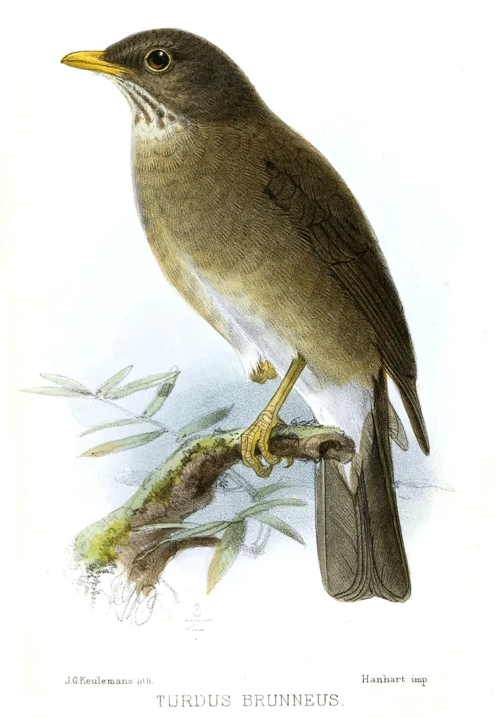 罗氏鸫(Turdus lawrencii)