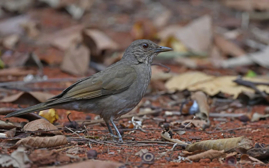 淡胸鸫(Turdus leucomelas)