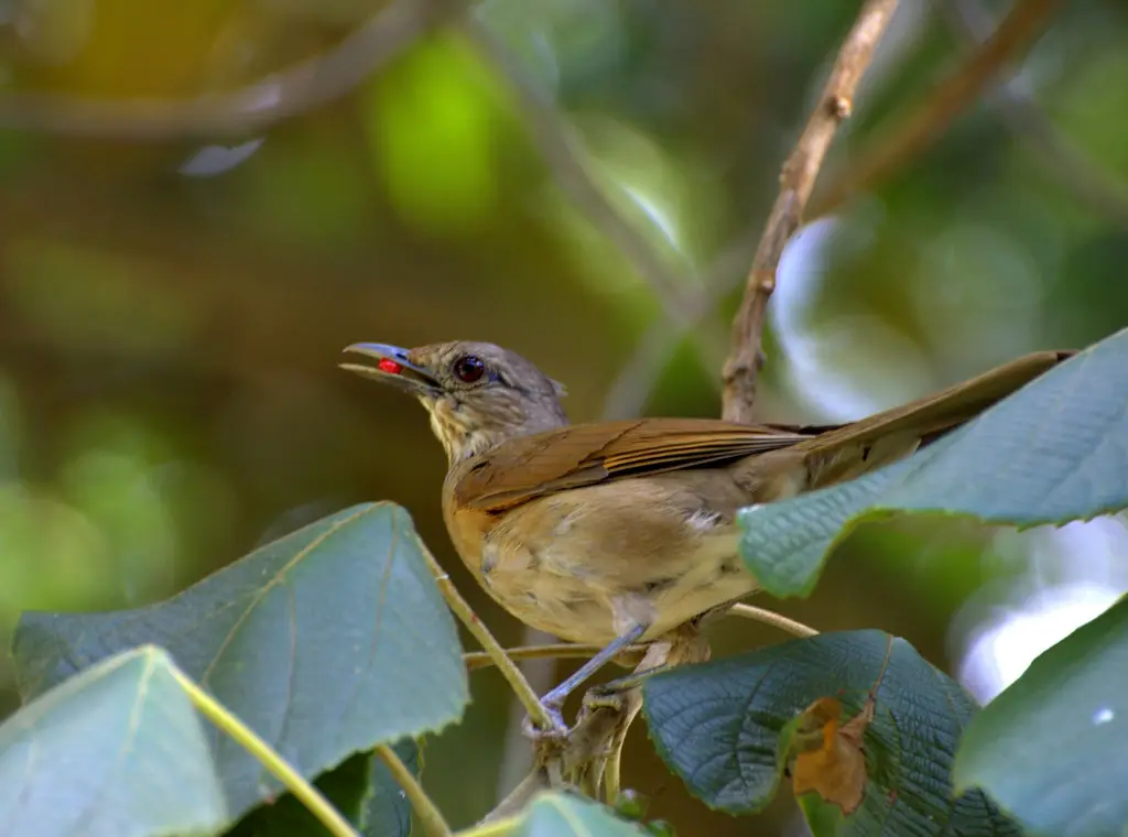 淡胸鸫(Turdus leucomelas)