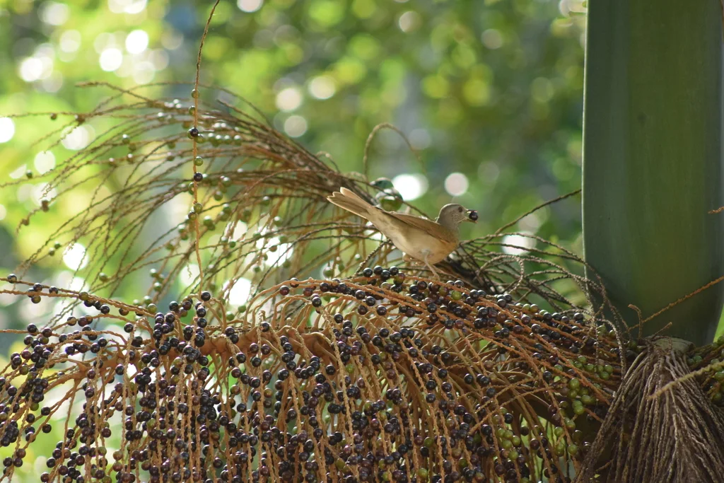 淡胸鸫(Turdus leucomelas)