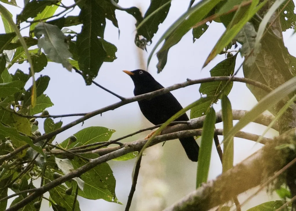 淡眼鸫(Turdus leucops)