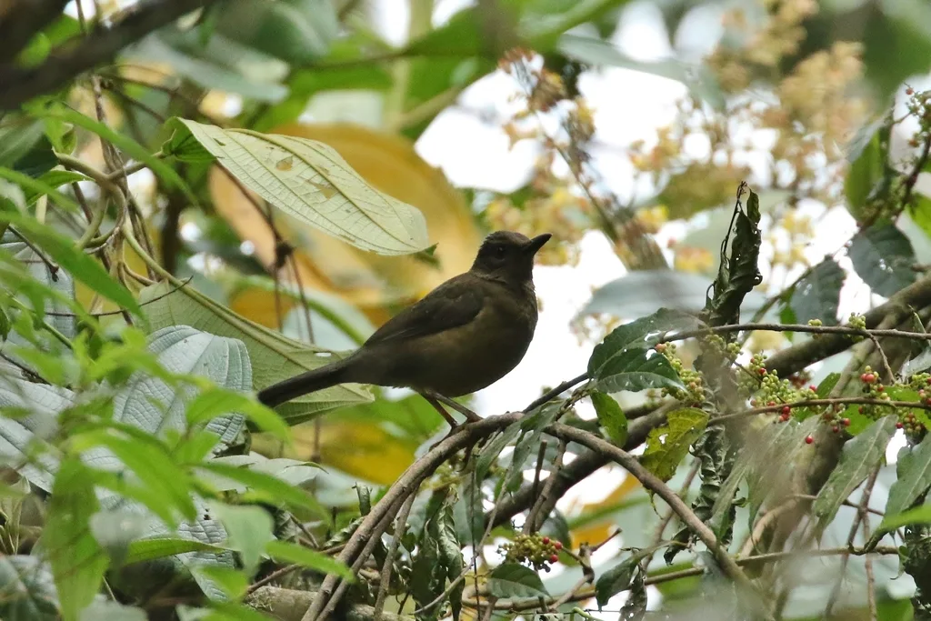 淡眼鸫(Turdus leucops)