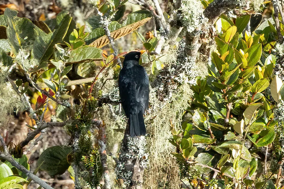 淡眼鸫(Turdus leucops)