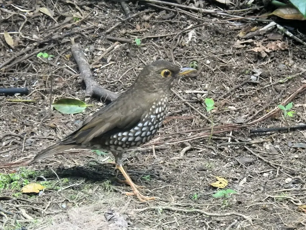 林鸫(Turdus lherminieri)
