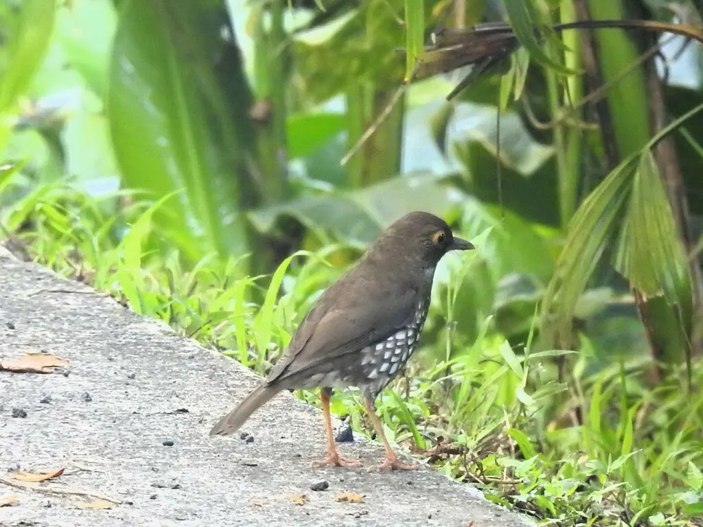 林鸫(Turdus lherminieri)