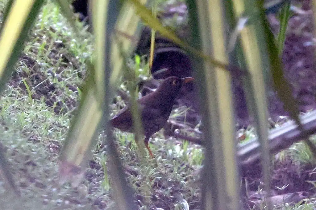 林鸫(Turdus lherminieri)