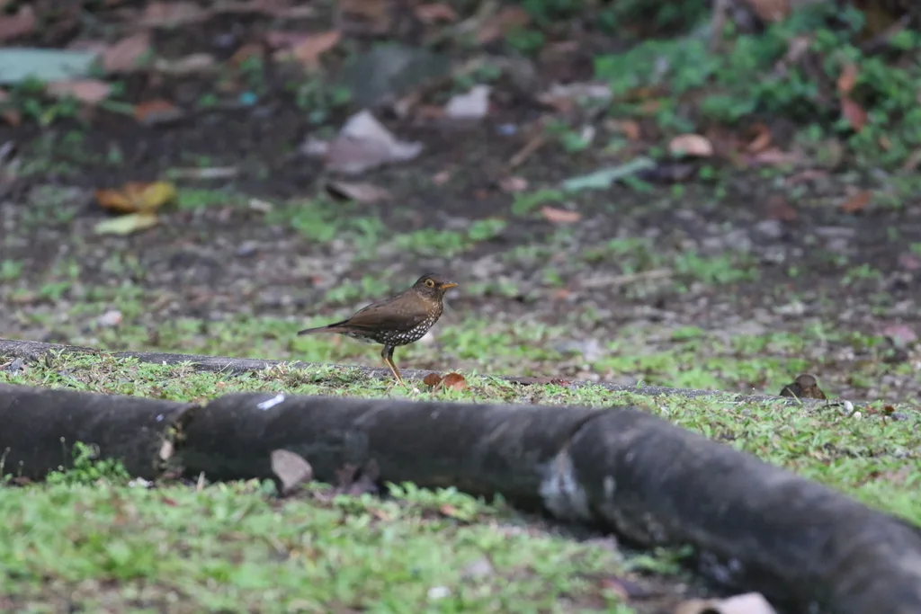 林鸫(Turdus lherminieri)