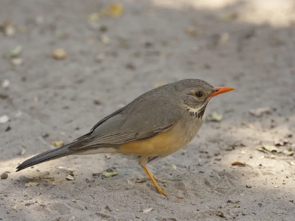 橙腹鸫(Turdus libonyana)