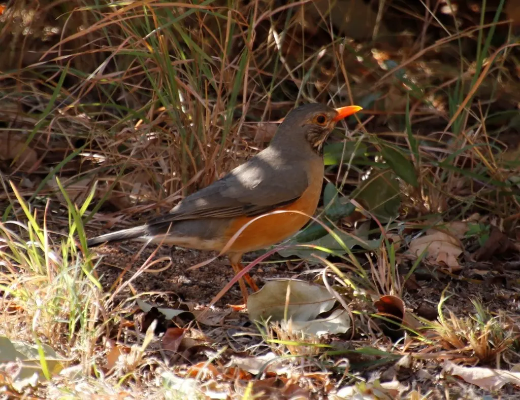 橙腹鸫(Turdus libonyana)