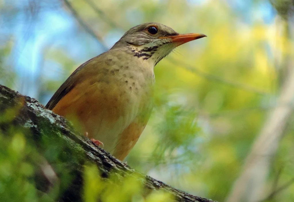 橙腹鸫(Turdus libonyana)