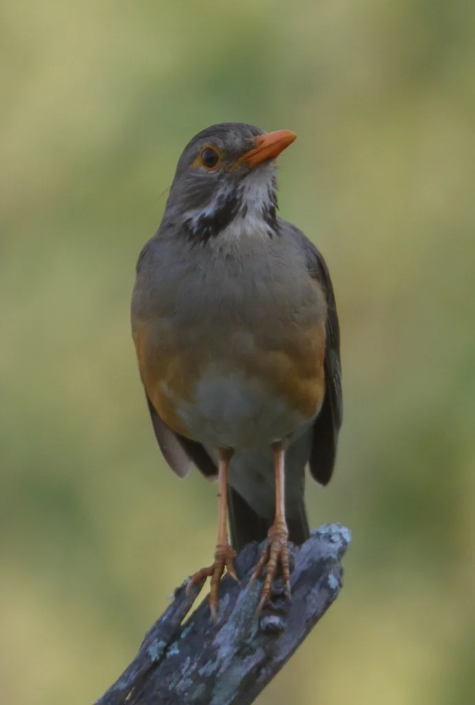 橙腹鸫(Turdus libonyana)