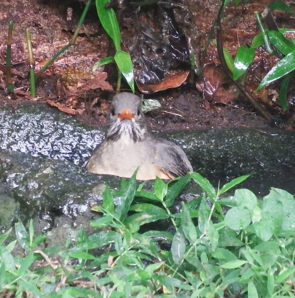 橙腹鸫(Turdus libonyana)