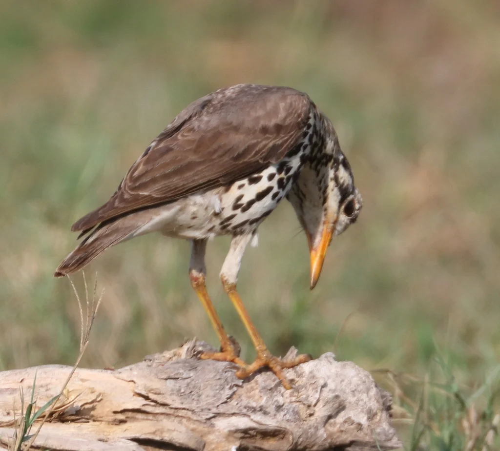 非洲地鸫(Turdus litsitsirupa)