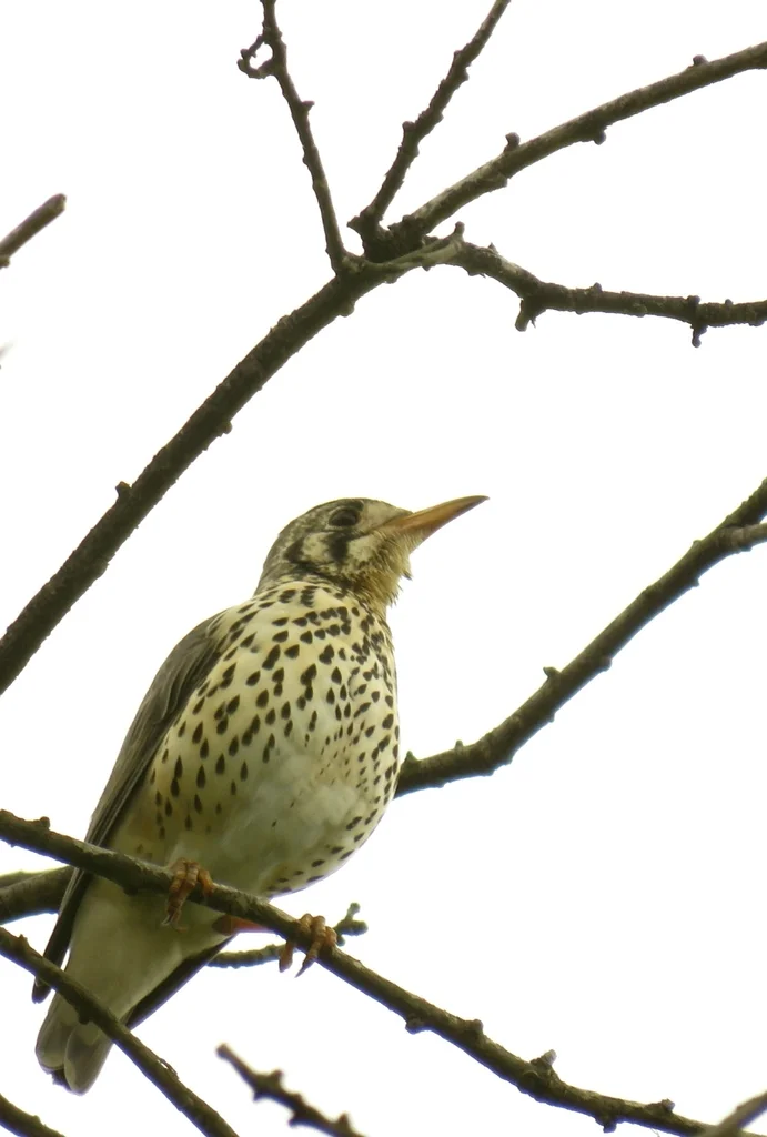 非洲地鸫(Turdus litsitsirupa)