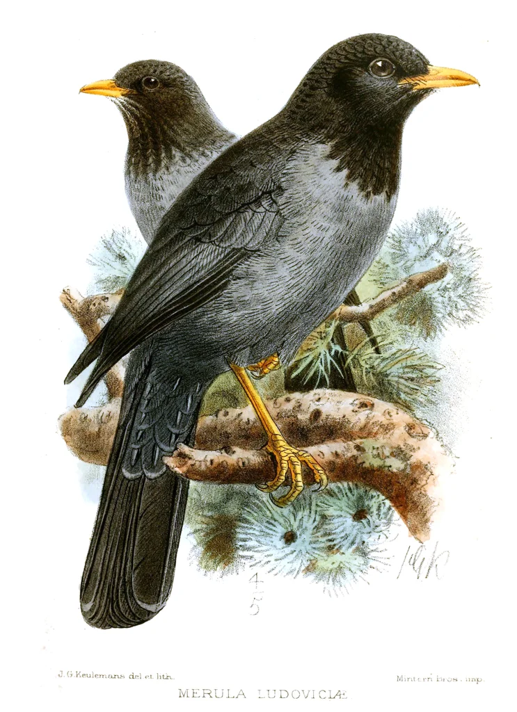 索马里鸫(Turdus ludoviciae)