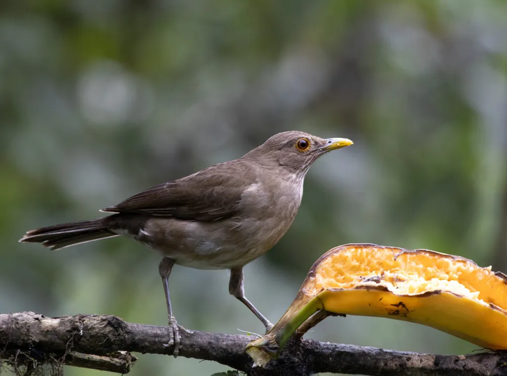 厄瓜多尔鸫(Turdus maculirostris)
