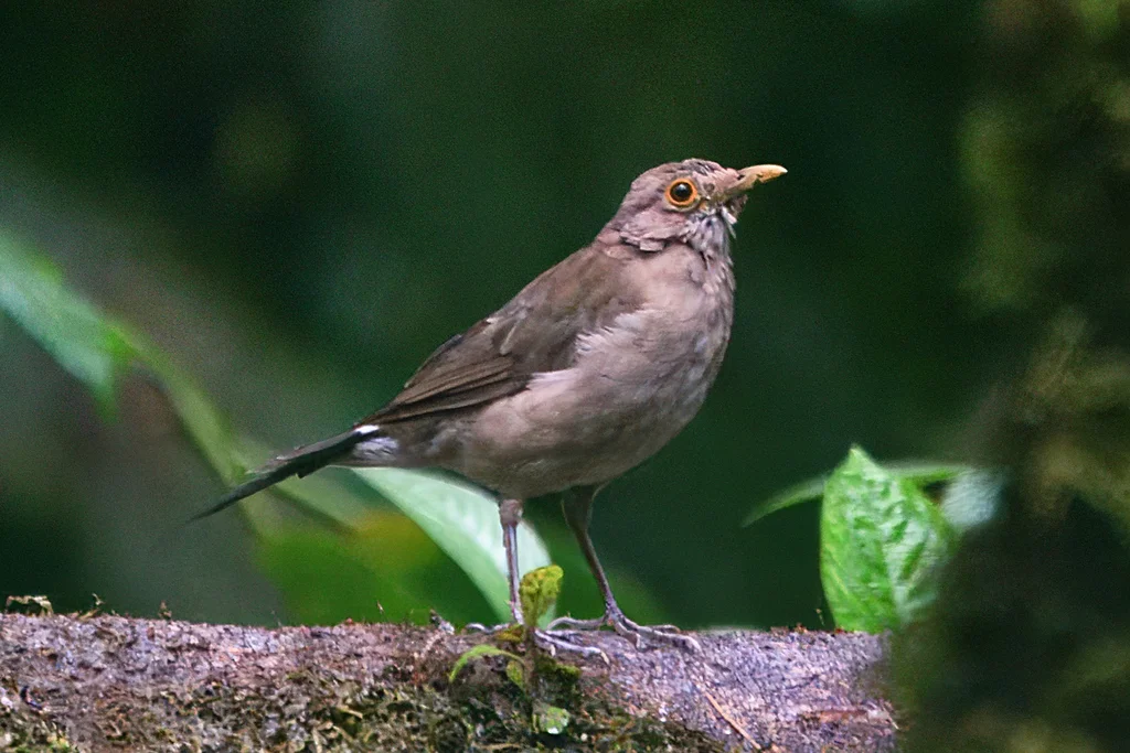 厄瓜多尔鸫(Turdus maculirostris)