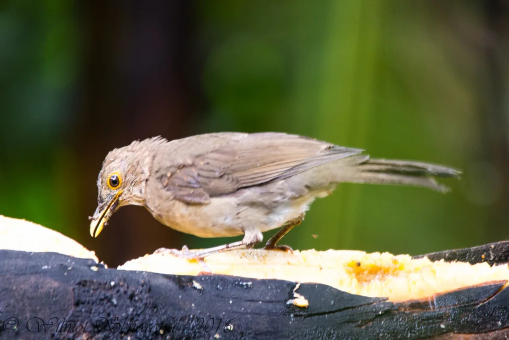 厄瓜多尔鸫(Turdus maculirostris)