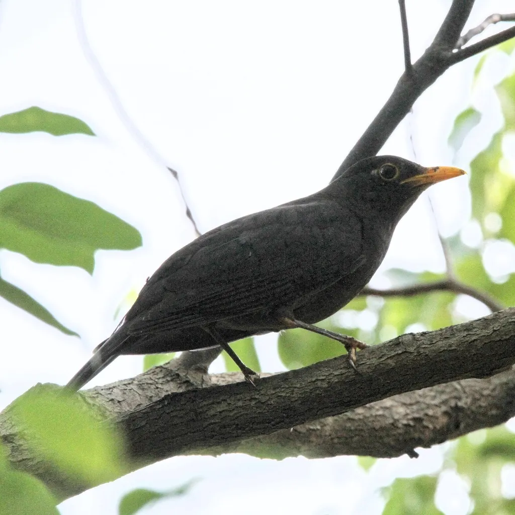 乌鸫(Turdus mandarinus)