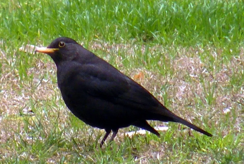 乌鸫(Turdus mandarinus)