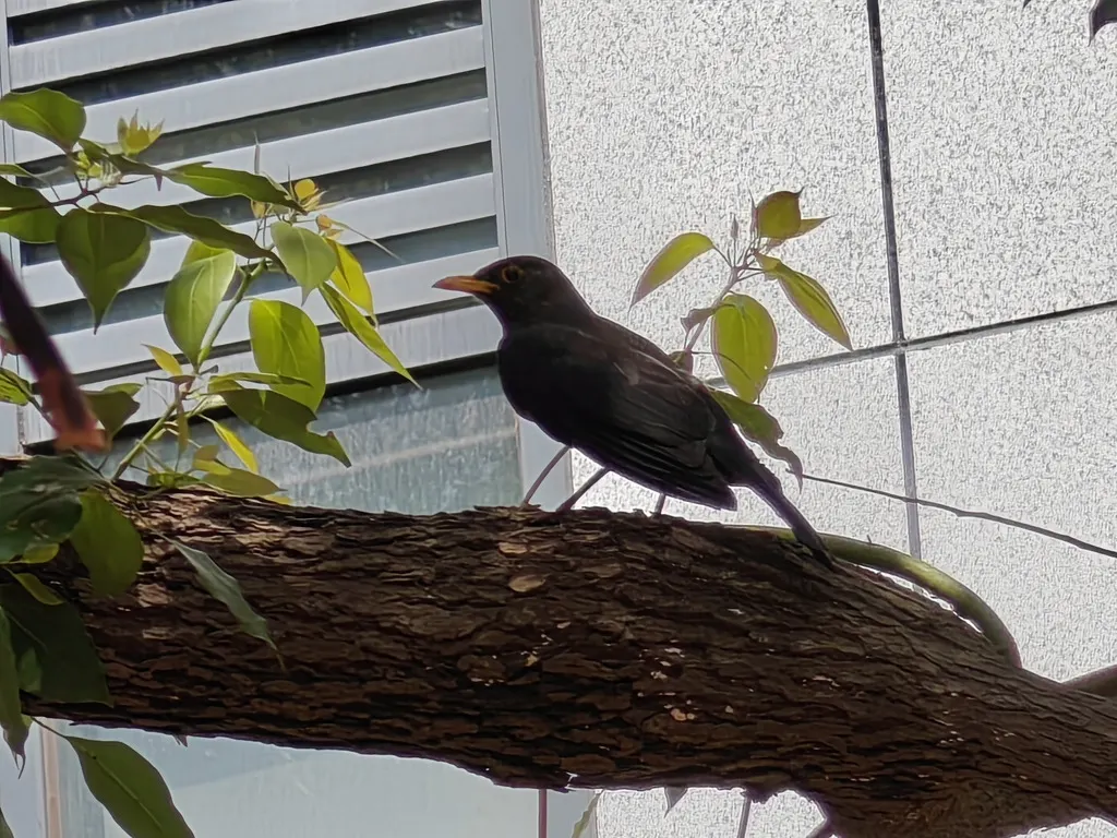 乌鸫(Turdus mandarinus)