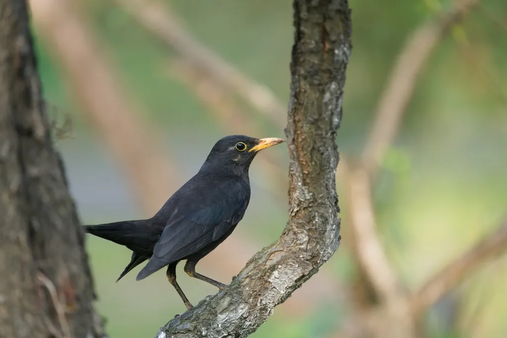 乌鸫(Turdus mandarinus)