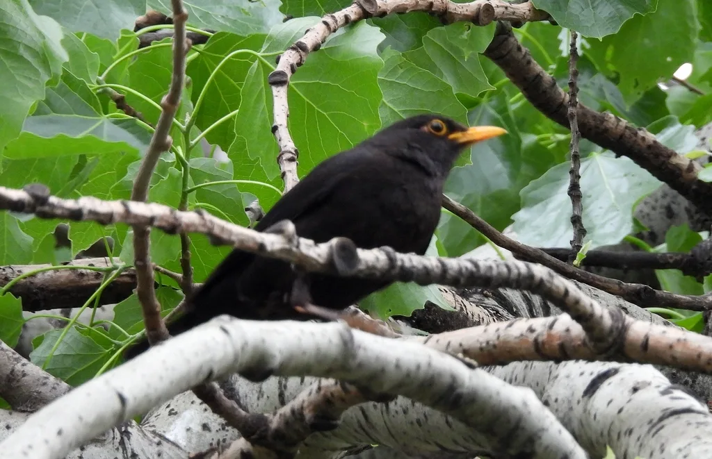 乌鸫(Turdus mandarinus)