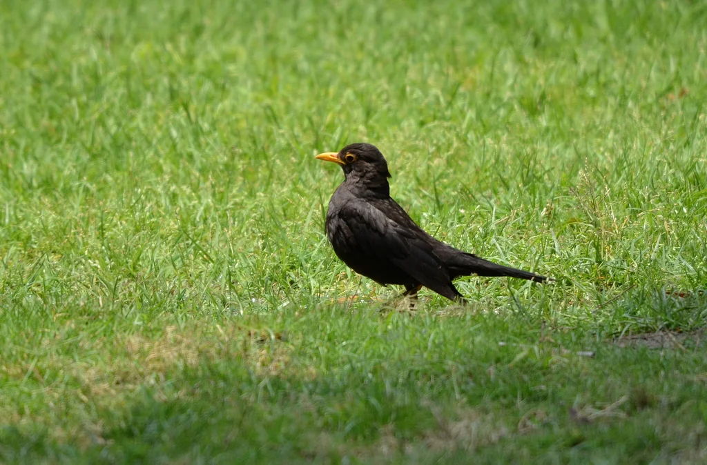 乌鸫(Turdus mandarinus)