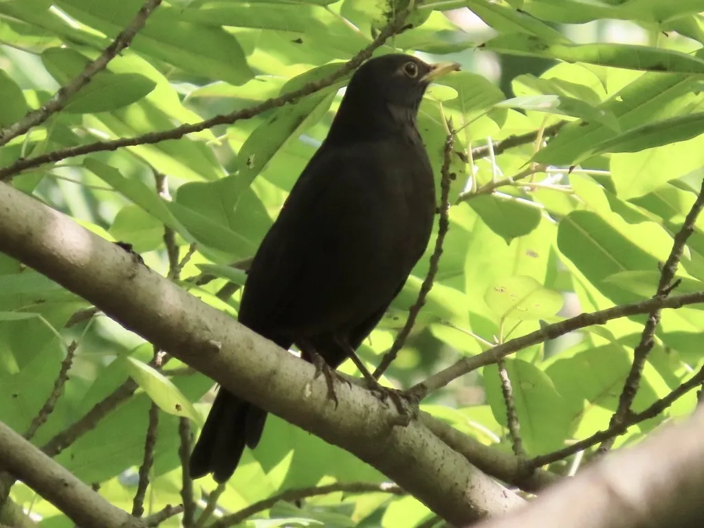 乌鸫(Turdus mandarinus)