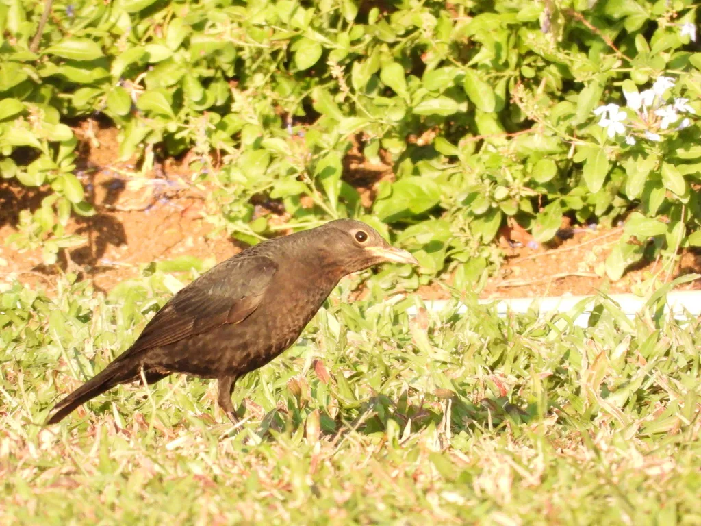 乌鸫(Turdus mandarinus)