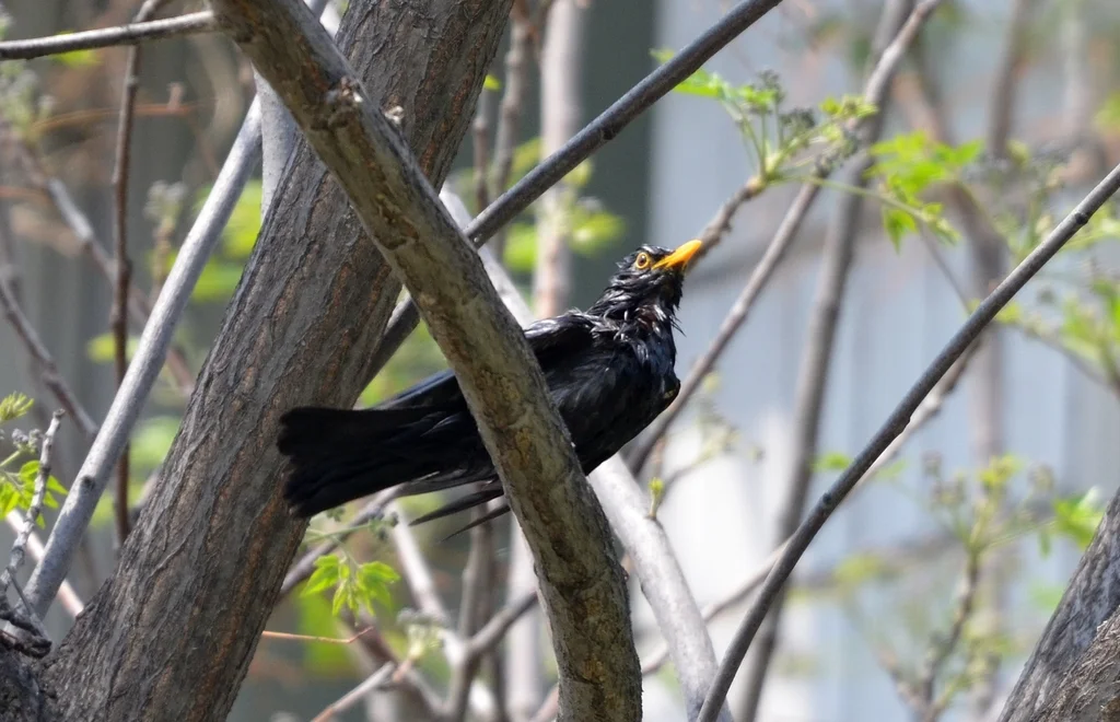 乌鸫(Turdus mandarinus)