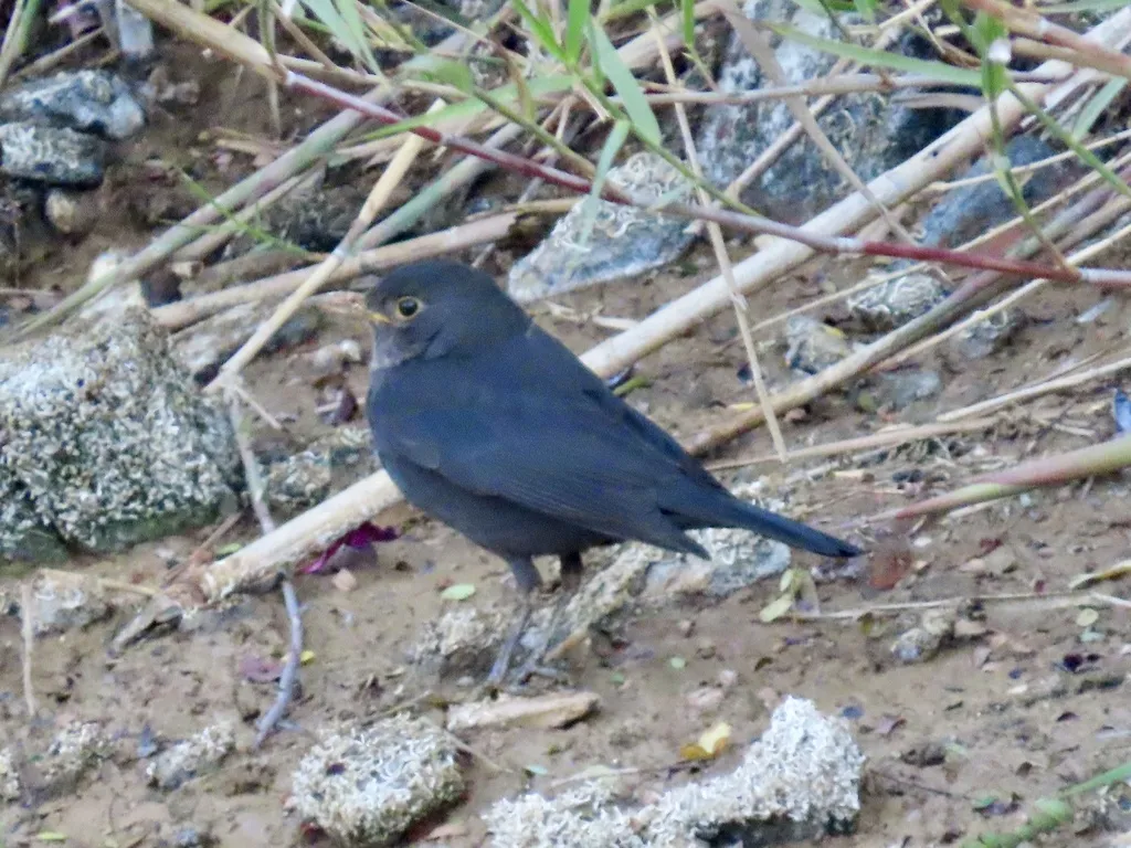 乌鸫(Turdus mandarinus)