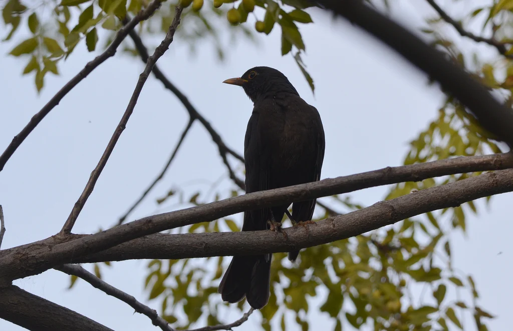 乌鸫(Turdus mandarinus)
