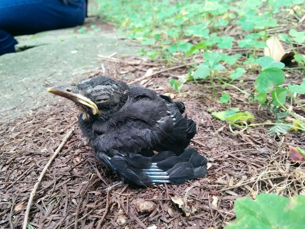 乌鸫(Turdus mandarinus)