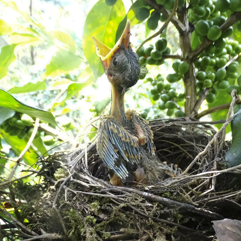马谷鸫(Turdus maranonicus)