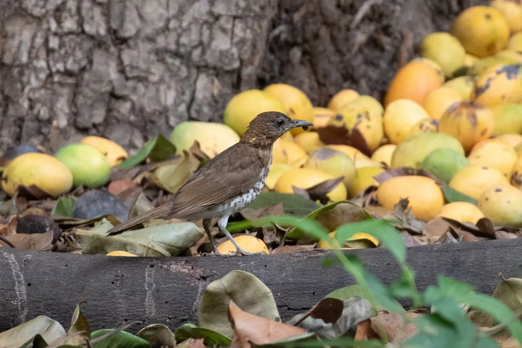马谷鸫(Turdus maranonicus)