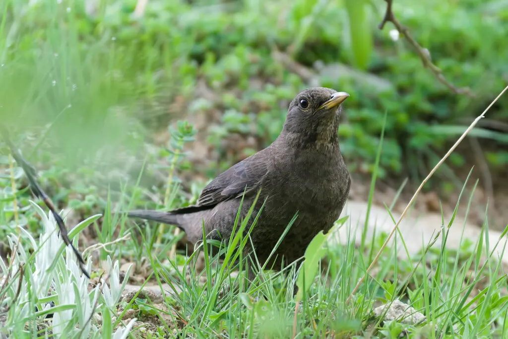 藏乌鸫(Turdus maximus)