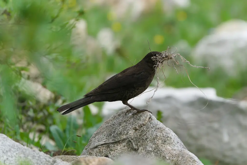藏乌鸫(Turdus maximus)