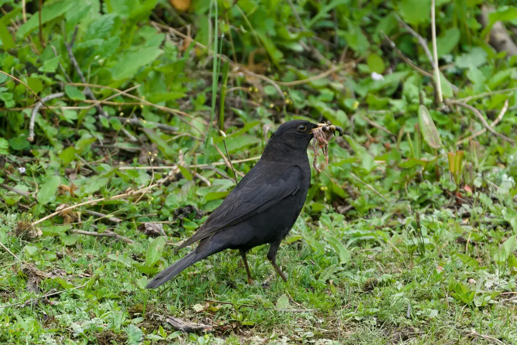 藏乌鸫(Turdus maximus)