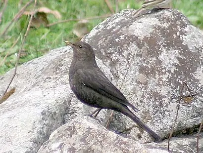 藏乌鸫(Turdus maximus)