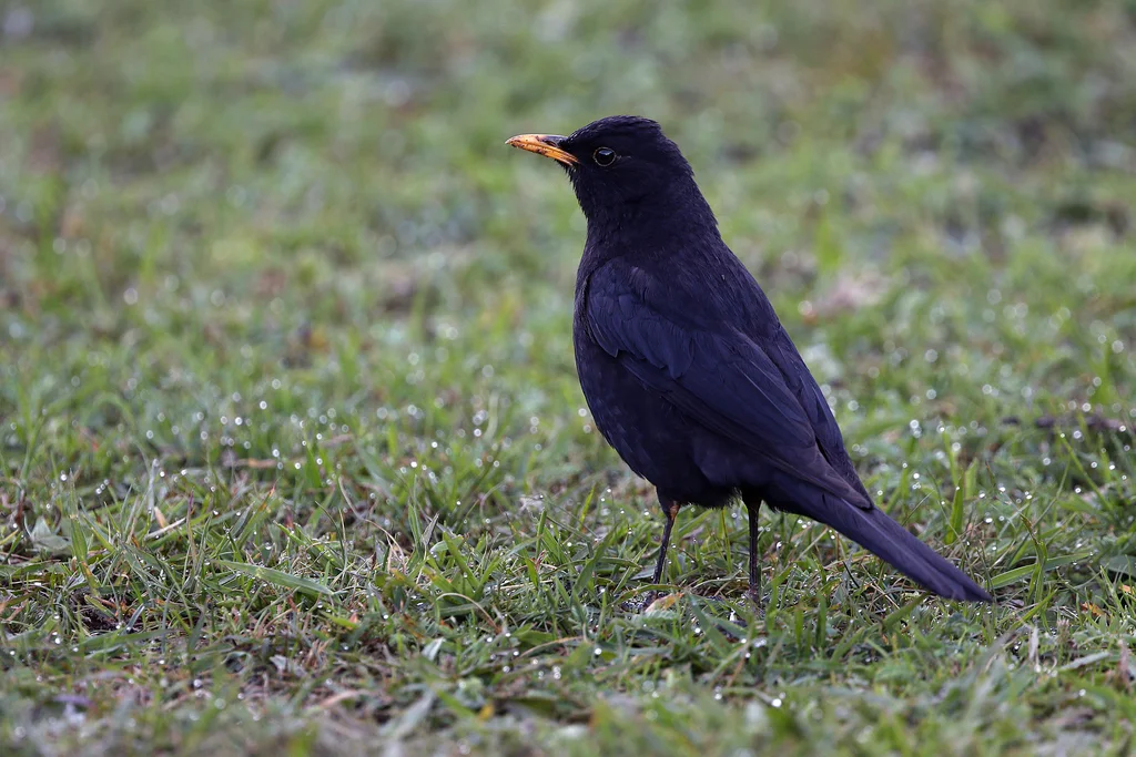 藏乌鸫(Turdus maximus)