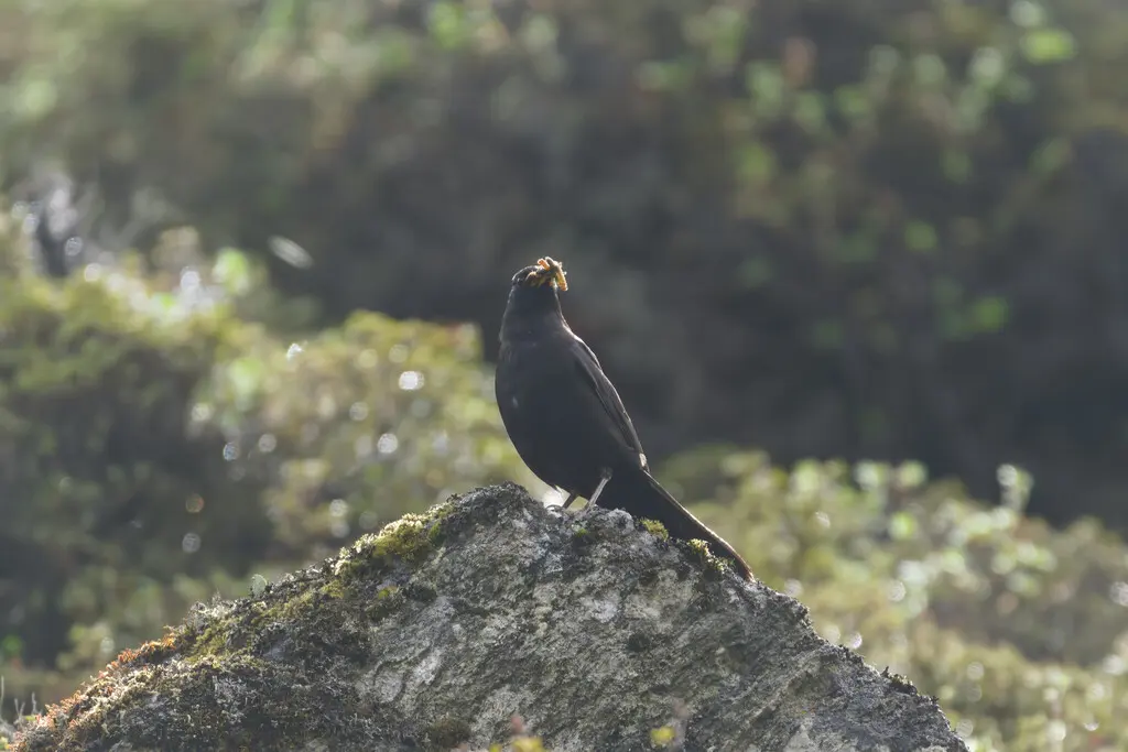 藏乌鸫(Turdus maximus)